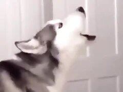 Furry Gay XXX 57